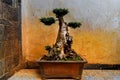 Bonsai tree in Zhu`s family garden Royalty Free Stock Photo