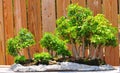 Bonsai trees Royalty Free Stock Photo