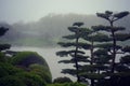 Bonsai Trees Foggy Landscape Royalty Free Stock Photo