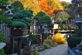 Bonsai trees