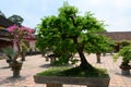 Bonsai trees in garden of a monastery Thien Mu Pagoda, Hue, Vietnam