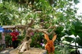 Bonsai trees in the Royal Floria Putrajaya Garden public park, Malaysia.