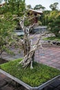 Bonsai Trees in Thien Mu Royalty Free Stock Photo