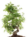 Bonsai on white Royalty Free Stock Photo