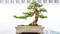 Bonsai yew podocarpus potted landscape miniascape dishgarden