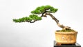 Bonsai yew podocarpus  potted landscape miniascape  dishgarden Royalty Free Stock Photo