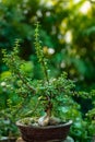 Bonsia Jade Plant Miniature Garden Royalty Free Stock Photo