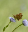 Bont dikkopje, Chequered Skipper, Carterocephalus palaemon