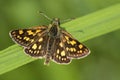 Bont dikkopje, Chequered Skipper, Carterocephalus palaemon