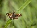 Bont dikkopje, Chequered Skipper, Carterocephalus palaemon