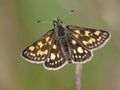 Bont dikkopje, Chequered Skipper, Carterocephalus palaemon Royalty Free Stock Photo