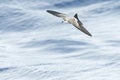 Bont Stormvogeltje, White-faced Storm-Petrel, Pelagodroma marina Royalty Free Stock Photo