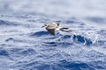 Bont Stormvogeltje, White-faced Storm-Petrel, Pelagodroma marina Royalty Free Stock Photo