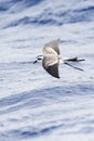 Bont Stormvogeltje, White-faced Storm-Petrel, Pelagodroma marina Royalty Free Stock Photo