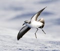 Bont Stormvogeltje, White-faced Storm-Petrel, Pelagodroma marina Royalty Free Stock Photo