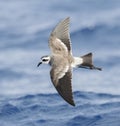 Bont Stormvogeltje, White-faced Storm-Petrel, Pelagodroma marina Royalty Free Stock Photo