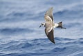 Bont Stormvogeltje, White-faced Storm-Petrel, Pelagodroma marina Royalty Free Stock Photo