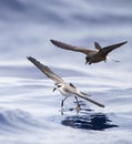 Bont Stormvogeltje, White-faced Storm-Petrel, Pelagodroma marina Royalty Free Stock Photo