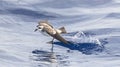 Bont Stormvogeltje, White-faced Storm-Petrel, Pelagodroma marina Royalty Free Stock Photo