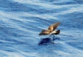 Bont Stormvogeltje, White-faced Storm Petrel, Pelagodroma marina Royalty Free Stock Photo