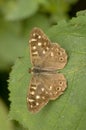 Bont zandoogje, Speckled Wood, Pararge aegeria Royalty Free Stock Photo