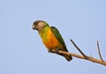 Bonte Boertje, Senegal Parrot, Poicephalus senegalus