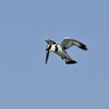 Bonte IJsvogel, Pied Kingfisher, Ceryle rudis