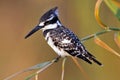 Bonte IJsvogel, Pied Kingfisher, Ceryle rudis