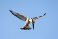 Bonte IJsvogel, Pied Kingfisher, Ceryle rudis