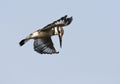 Bonte IJsvogel, Pied Kingfisher, Ceryle rudis