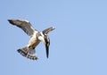 Bonte IJsvogel, Pied Kingfisher, Ceryle rudis