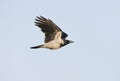 Bonte Kraai, Hooded Crow, Corvus cornix Royalty Free Stock Photo