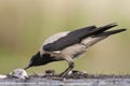Bonte Kraai, Hooded Crow, Corvus cornix Royalty Free Stock Photo