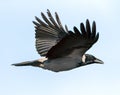 Bonte Kraai, Hooded Crow, Corvus cornix Royalty Free Stock Photo