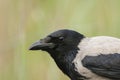 Bonte Kraai, Hooded Crow, Corvus cornix Royalty Free Stock Photo