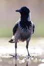 Bonte Kraai, Hooded Crow, Corvus cornix Royalty Free Stock Photo