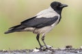 Bonte Kraai, Hooded Crow, Corvus cornix Royalty Free Stock Photo