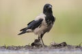 Bonte Kraai, Hooded Crow, Corvus cornix Royalty Free Stock Photo