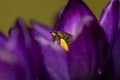 Bonte krokus, Spring Crocus, Crocus tommasinianus