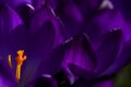 Bonte krokus, Spring Crocus, Crocus tommasinianus Royalty Free Stock Photo