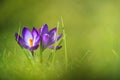 Bonte krokus, Spring Crocus, Crocus vernus Royalty Free Stock Photo