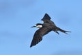 Bonte Stern, Sooty Tern, Onychoprion fuscatus