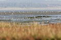 Bonte Strandloper, Dunlin, Calidris alpina