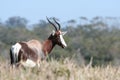 Bontebok Royalty Free Stock Photo