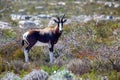 Bontebok Royalty Free Stock Photo