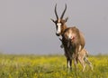 Bontebok Royalty Free Stock Photo