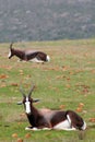 Bontebok Royalty Free Stock Photo