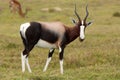 Bontebok Antelope Royalty Free Stock Photo