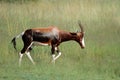 Bontebok antelope Royalty Free Stock Photo