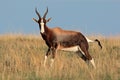 Bontebok antelope Royalty Free Stock Photo